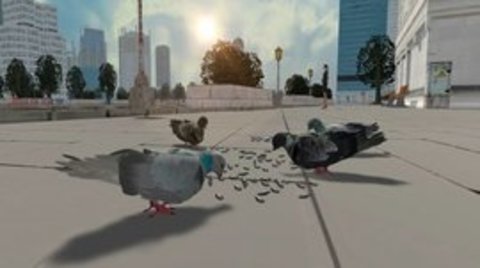 鸽子生存模拟器游戏官方版截图1