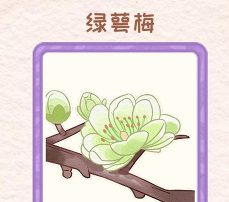 花店物语绿萼梅怎么获得 绿萼梅获取方法一览