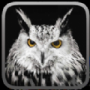 猫头鹰狩猎之旅Owl Hunting Journey