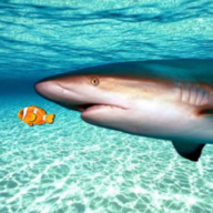 真正的鲨鱼模拟器手游