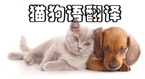 猫狗语翻译app